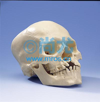 ¹/ͷ­ģ Ŵ