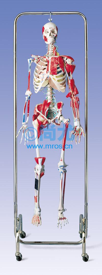 ¹ȫʽƹģ(H172cm) Ŵ