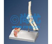 ¹Сؽڴ沿ģ -Ŵ