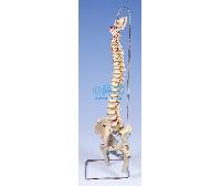 ¹ɹͷڻģ(83cm) -Ŵ