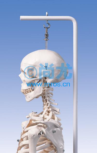 ¹ʽ5ʽȫģ(H186cm) Ŵ