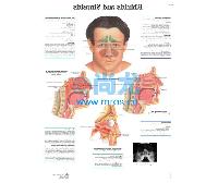 ¹ǺͼRhinitis and Sinusitis  -Ŵ