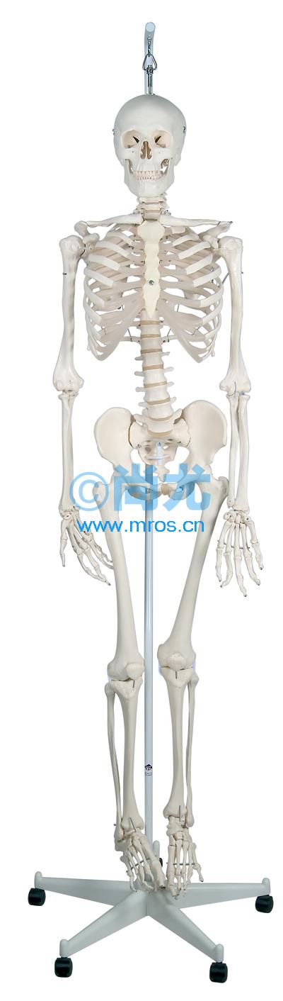 ¹ȫʽģ(H186cm) Ŵ