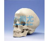 ¹Իˮͷ­ģ -Ŵ