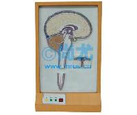 ԼҺѭ綯ģ(L510*W230*H860mm) -Ŵ
