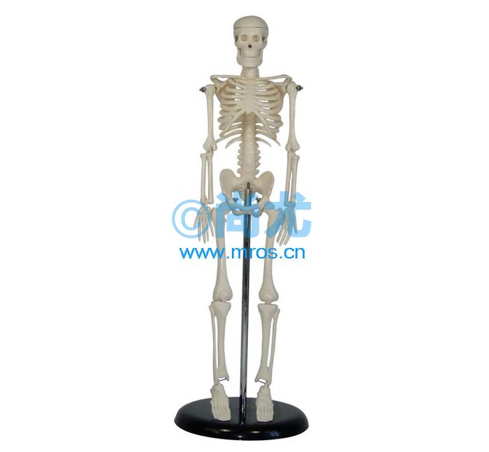 ģ(H45cm) Ŵ