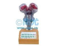 ʾ綯Ըģ(L370*W350*H740mm) -Ŵ