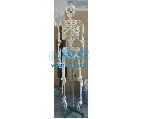国产挂式脊椎可弯曲人体骨骼模型(H170cm) -点击放大