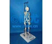 国产悬挂式人体骨骼模型(H45cm) -点击放大