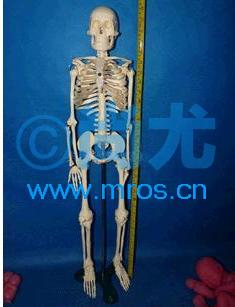 ͸عӲ׵ģ(H85cm)(1)Ŵ