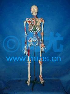 /Ǽģ(H170cm) Ŵ