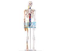 国产可拆可活动人体骨骼模型(H85cm) -点击放大