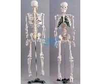 国产绿色胸骨人体骨骼模型(H85cm) -点击放大