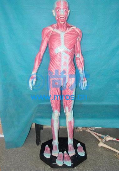 ɲ弡ģ(H168cm) Ŵ