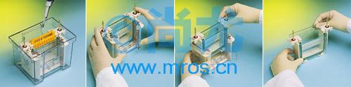 СʹֱӾ(Ŀ齺)Mini-PROTEAN Tetra Cell(1.0mm(2)Ŵ