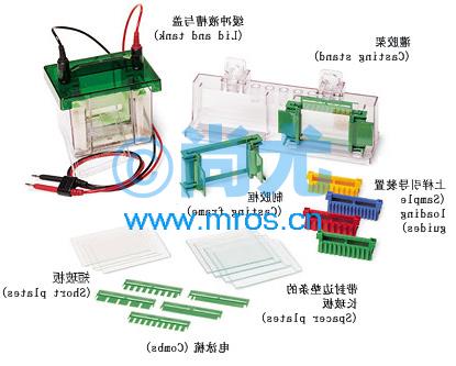 СʹֱӾ(Ŀ齺)Mini-PROTEAN Tetra Cell(1.0mm(1)Ŵ