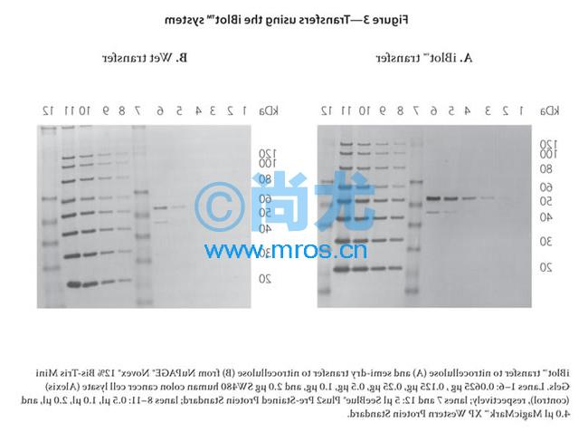 iBlot® Gel Transfer Device/ӢΫݻת(2)Ŵ