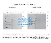 iBlot® Gel Transfer Device/ӢΫݻת(2)