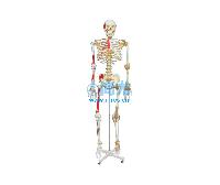 国产人体全身骨骼附关节韧带和肌肉起止点着色模型 -点击放大