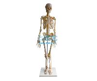 国产全身骨骼模型(85cm) -点击放大