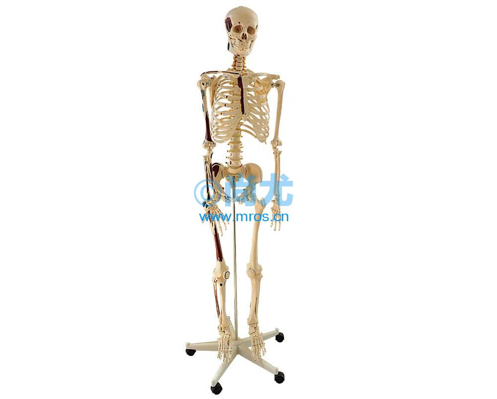 ȫֹɫģ Ŵ