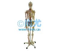 国产人体全身骨骼附主要动脉和神经分布模型(170cm) -点击放大