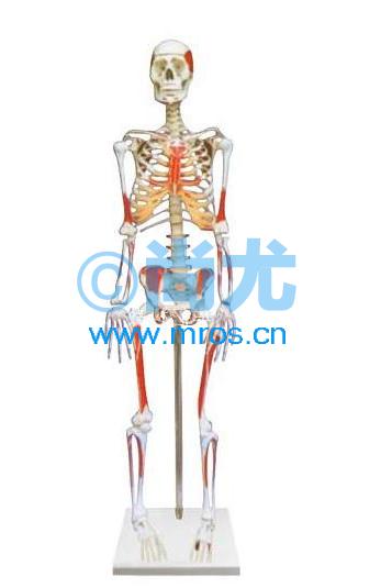 ֹɫģ(85cm) Ŵ
