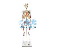 国产人体骨骼附肌肉起止点着色模型(85cm) -点击放大