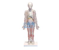 国产人体体表、人体骨骼与内脏关系模型(85cm) -点击放大