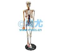 国产人体全身骨骼附主要动脉和神经分布模型(85cm) -点击放大