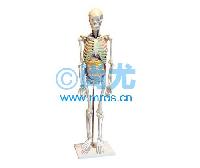 国产人体骨骼与内脏关系模型(85cm) -点击放大