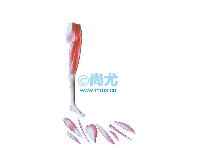֫ģ -Ŵ