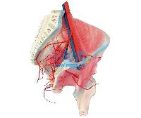 国产髋肌及髂内动脉分布模型 -点击放大
